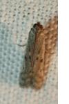 Phycitodes