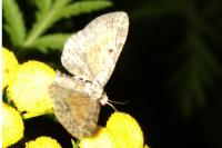 Eupithecia icterata