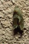 Epiblema foenella