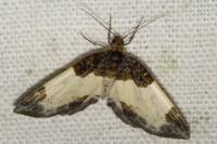 Mesoleuca albicillata