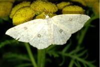 Cyclophora albipunctata