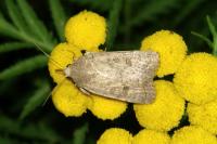 Hoplodrina ambigua