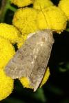 Hoplodrina octogenaria