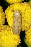 Bryotropha