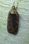 Agonopterix heracliana
