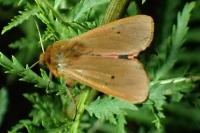 Phragmatobia fuliginosa