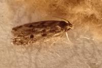 Hofmannophila pseudospretella