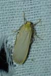 Katha depressa