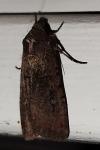 Peridroma saucia