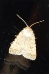 Caradrina clavipalpis