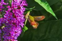 Hemaris fuciformis