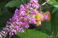 Hemaris fuciformis