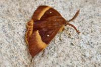 Lasiocampa quercus quercus