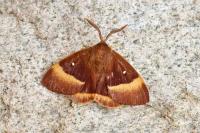 Lasiocampa quercus quercus