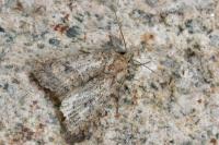 Caradrina morpheus