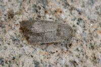 Hoplodrina ambigua/blanda