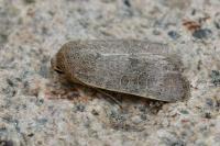 Hoplodrina ambigua/blanda