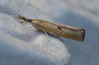Agriphila inquinatella