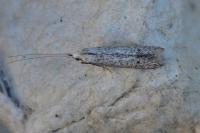 Coleophora hemerobiella