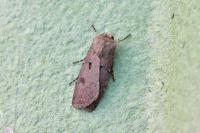 Agrotis exclamationis exclamationis