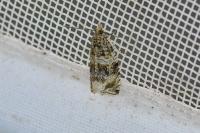 Celypha lacunana