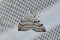 Aplocera plagiata