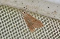 Parapoynx stratiotata