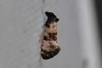 Cochylis atricapitana