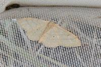 Idaea straminata