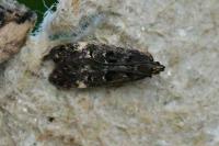 Dichomeris alacella