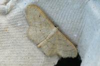Idaea aversata
