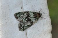 Cryphia algae
