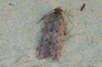 Bryotropha senectella