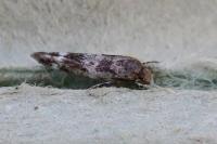 Mompha subbistrigella