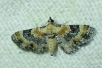 Eupithecia linariata