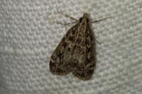 Eudonia truncicolella