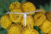 Emmelina monodactyla