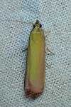 Oncocera semirubella