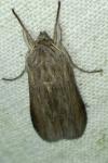 Cucullia umbratica