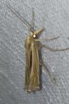 Ancylolomia tentaculella