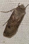 Agrotis segetum