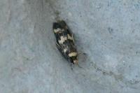 Oegoconia caradjai
