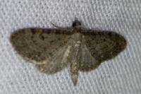 Eupithecia virgaureata
