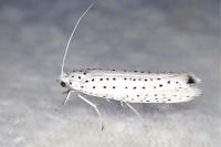 Yponomeuta evonymella