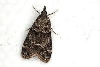 Eudonia mercurella