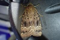 Amphipyra pyramidea