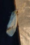 Agapeta hamana