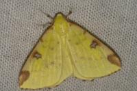 Macaria liturata