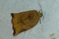 Archips podana