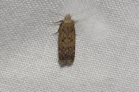 Pexicopia malvella